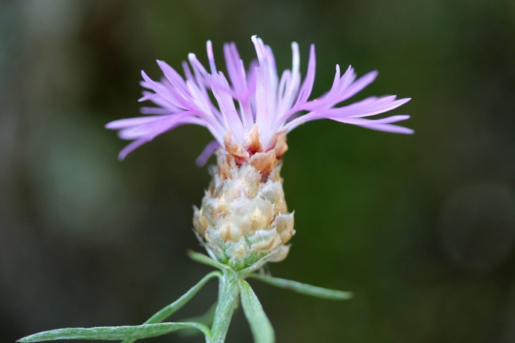 Centaurea jacea ssp. gaudinii?